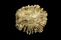 藏品(星笠螺)的圖片